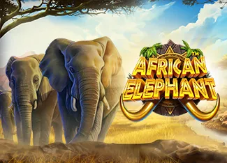 African Elephant - AGENT188